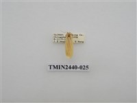 藏品(巨橙苔蛾)的圖片